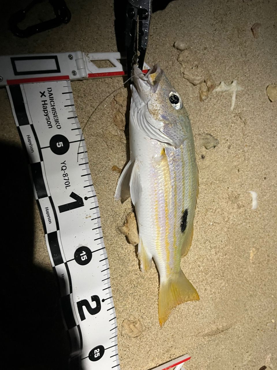 クロホシフエダイ