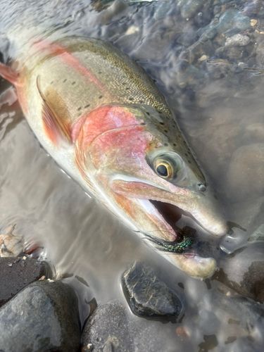 ニジマスの釣果