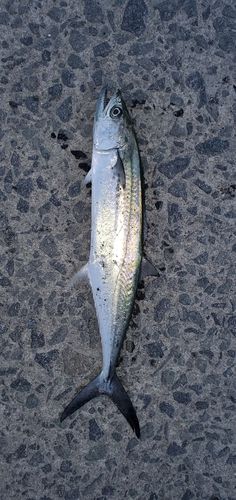 長崎湾
