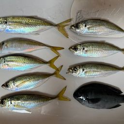 アジ