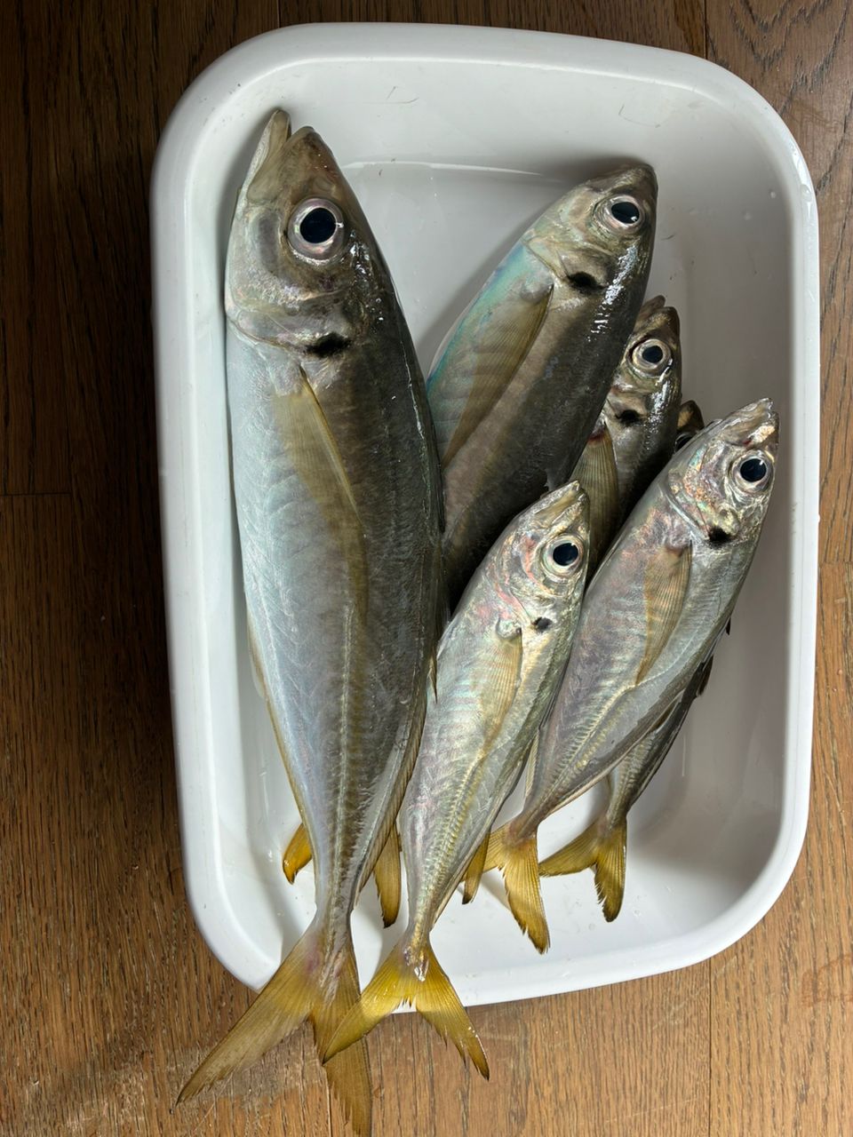 アジ