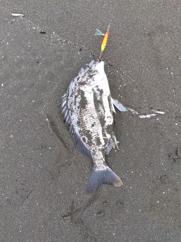 三浦半島