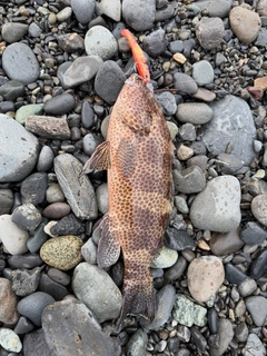 オオモンハタの釣果