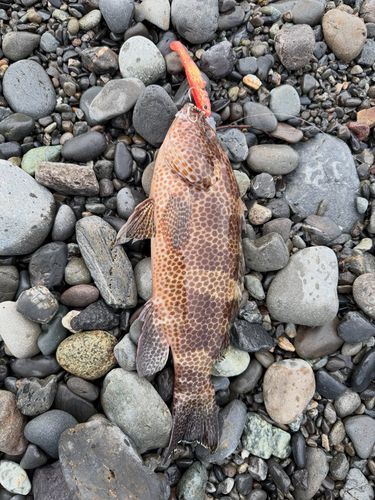 オオモンハタの釣果