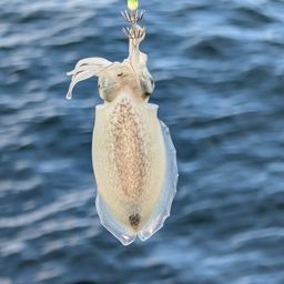 シリヤケイカ