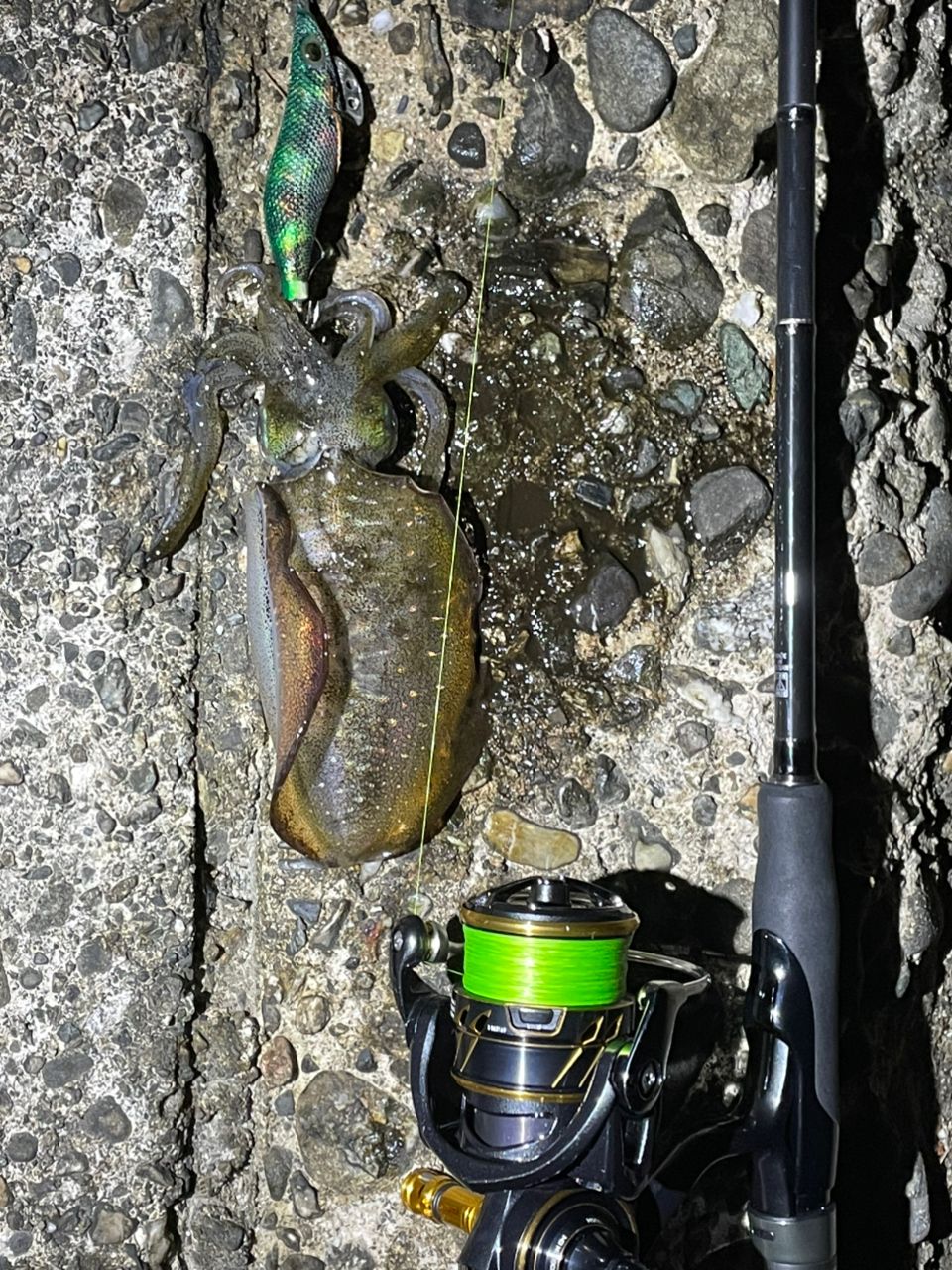 MajorCraft エギゾースト 5G Solid Tip model EZ5-S862Mの最安値