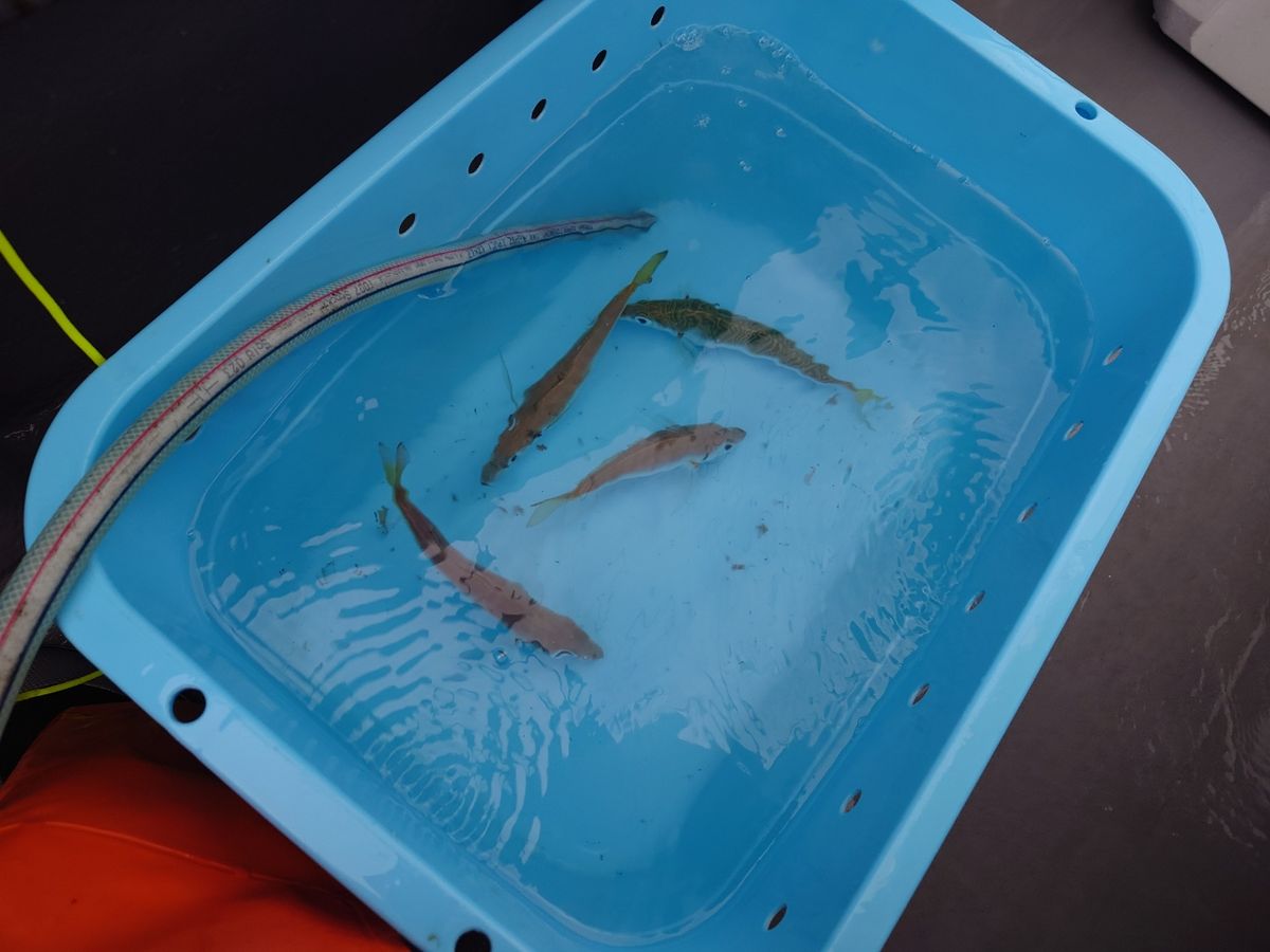 はくさい🎣🐟さんの釣果 1枚目の画像