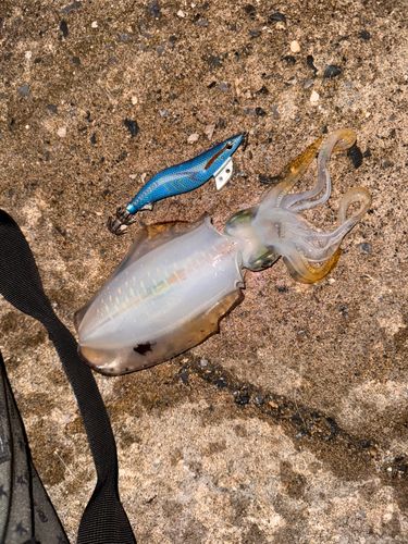 アオリイカの釣果