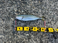 フクラギの釣果