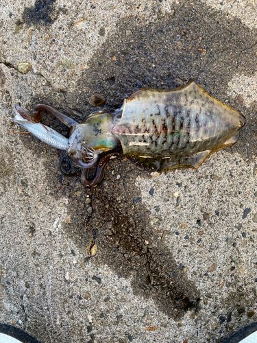 アオリイカの釣果