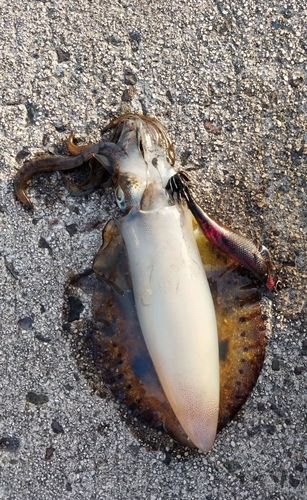 アオリイカの釣果