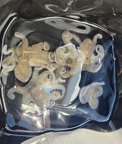 イイダコの釣果