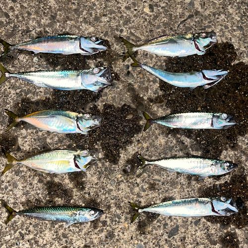 サバの釣果