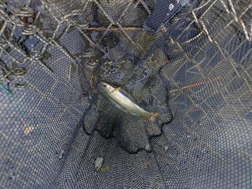 ウグイの釣果