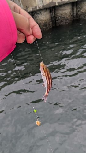 イサキの釣果