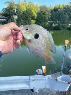 ブルーギルの釣果