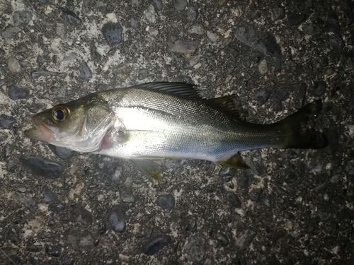 セイゴ（マルスズキ）の釣果