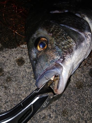 クロダイの釣果