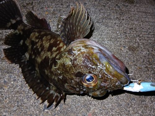 カサゴの釣果