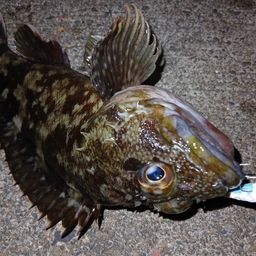 カサゴ
