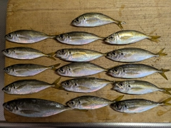 アジの釣果