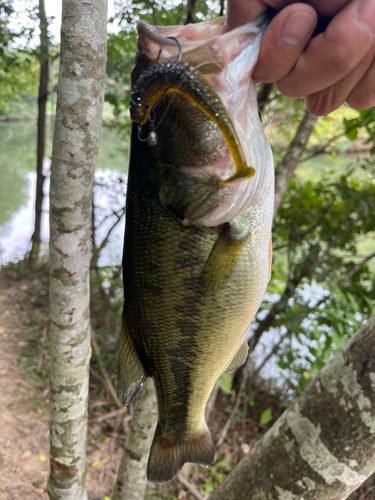 ラージマウスバスの釣果