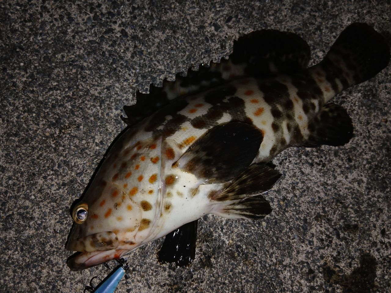 チャイロマルハタ