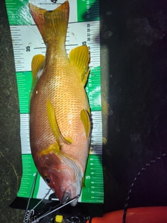 シブダイの釣果
