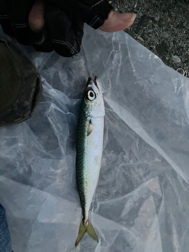 石狩湾新港