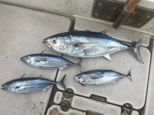 中之作港