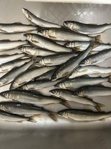 アユの釣果