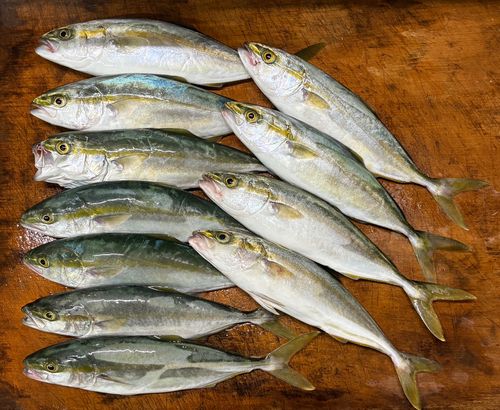 ワカシの釣果