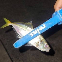 アジ