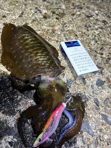 アオリイカの釣果