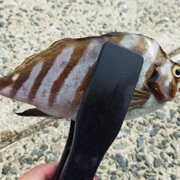 タカノハダイ