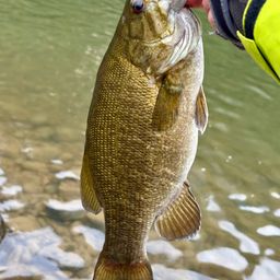 スモールマウスバス