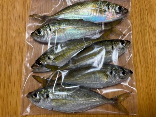 アジの釣果