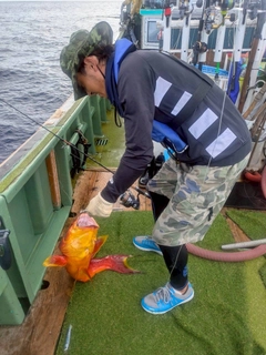 バラハタの釣果