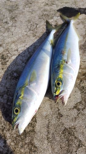 ワカシの釣果
