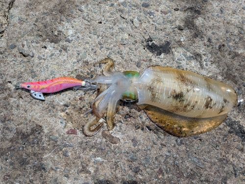 アオリイカの釣果