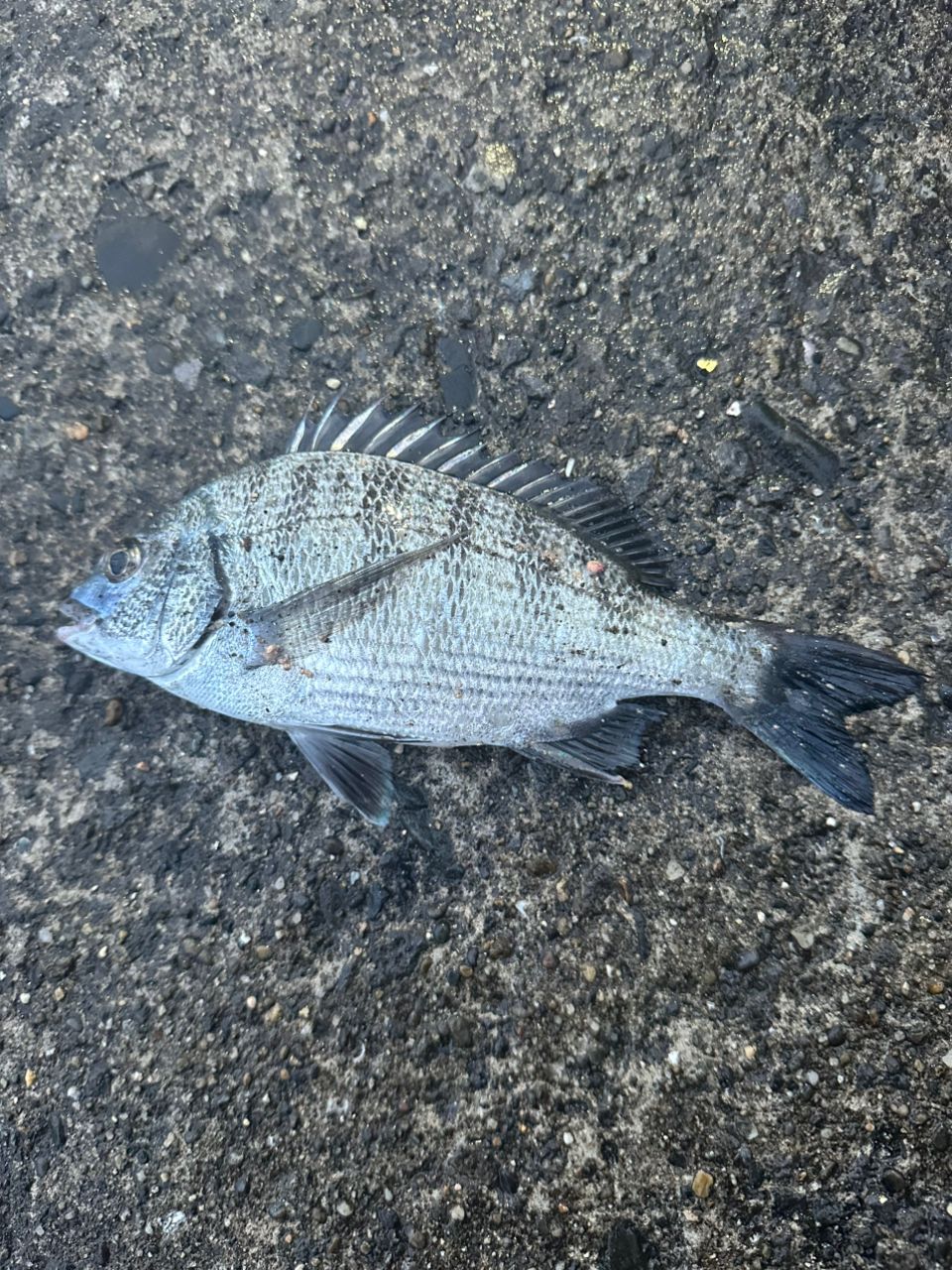 クロダイ