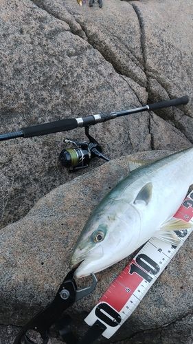 イナダの釣果