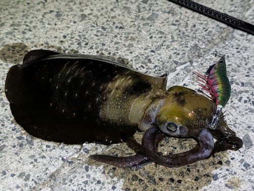 アオリイカの釣果