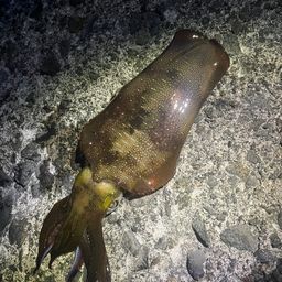 アオリイカ