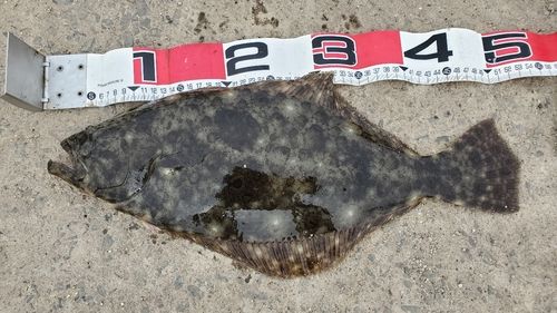ヒラメの釣果