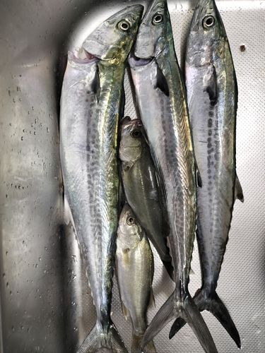 博多湾