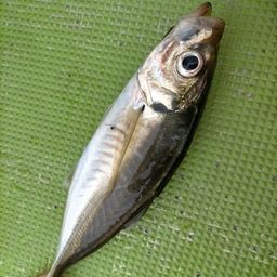 マアジ