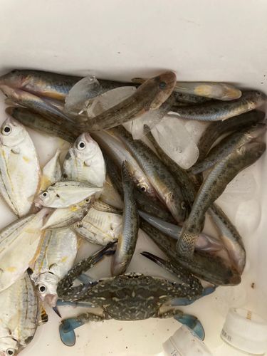 ハゼの釣果