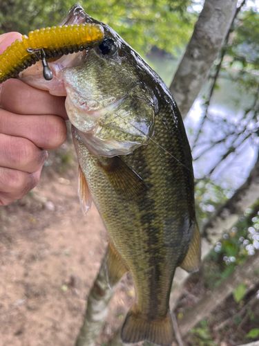 ラージマウスバスの釣果