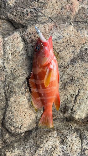 アカハタの釣果